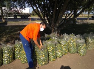 Decomisaron más de 2 mil kilos de cítricos en el El Naranjo
