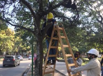 Poda de árboles en la ciudad