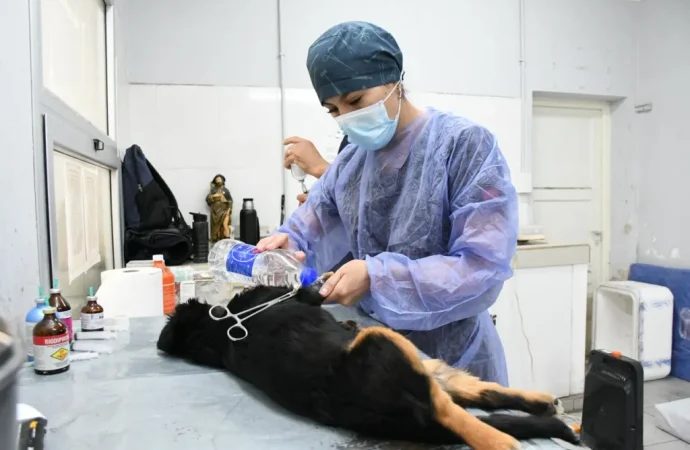 Este viernes 5 habrá un operativo especial de castración en zona sudeste