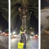 Para mayor seguridad, se realizaron podas en palmeras de las Avs. Paraguay y Bicentenario