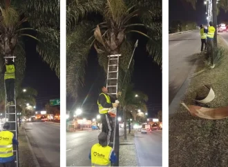Para mayor seguridad, se realizaron podas en palmeras de las Avs. Paraguay y Bicentenario