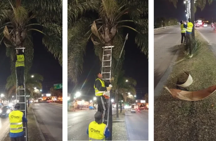 Para mayor seguridad, se realizaron podas en palmeras de las Avs. Paraguay y Bicentenario